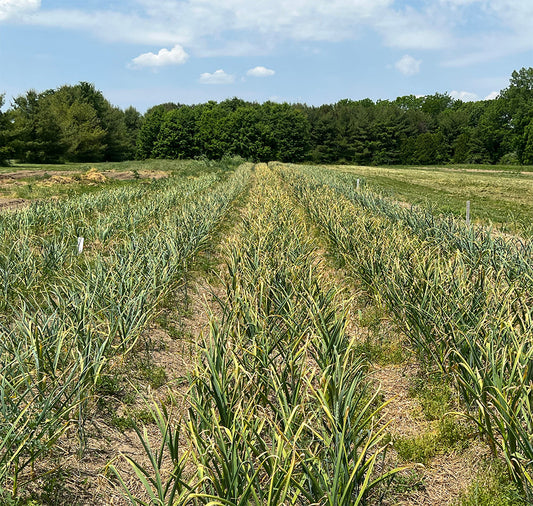 Planting Garlic