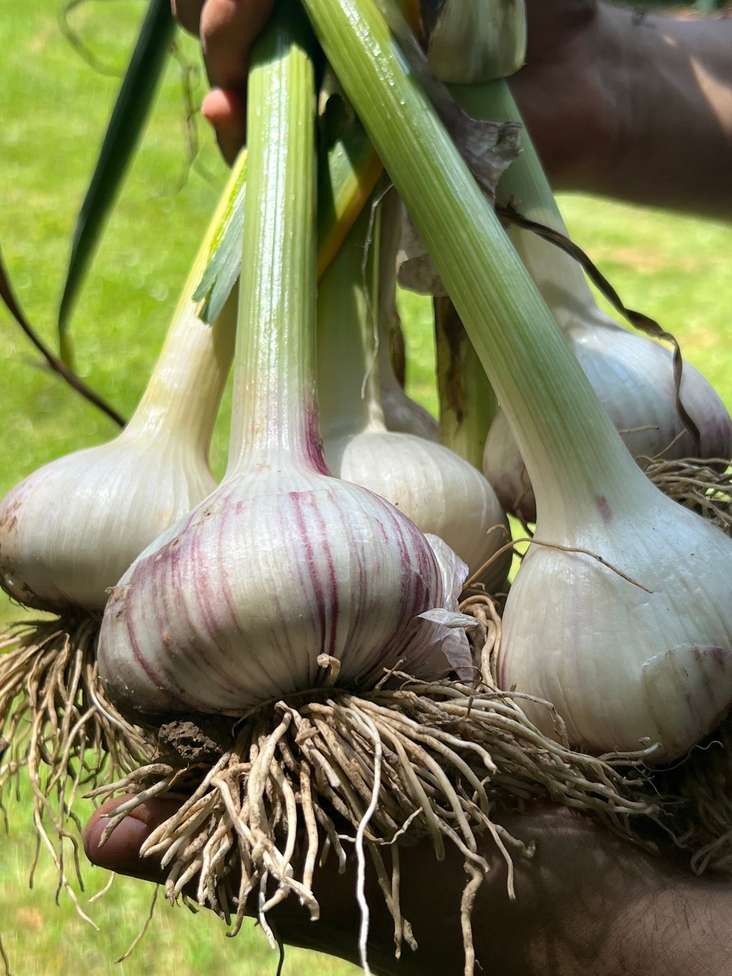 Russian Giant Garlic