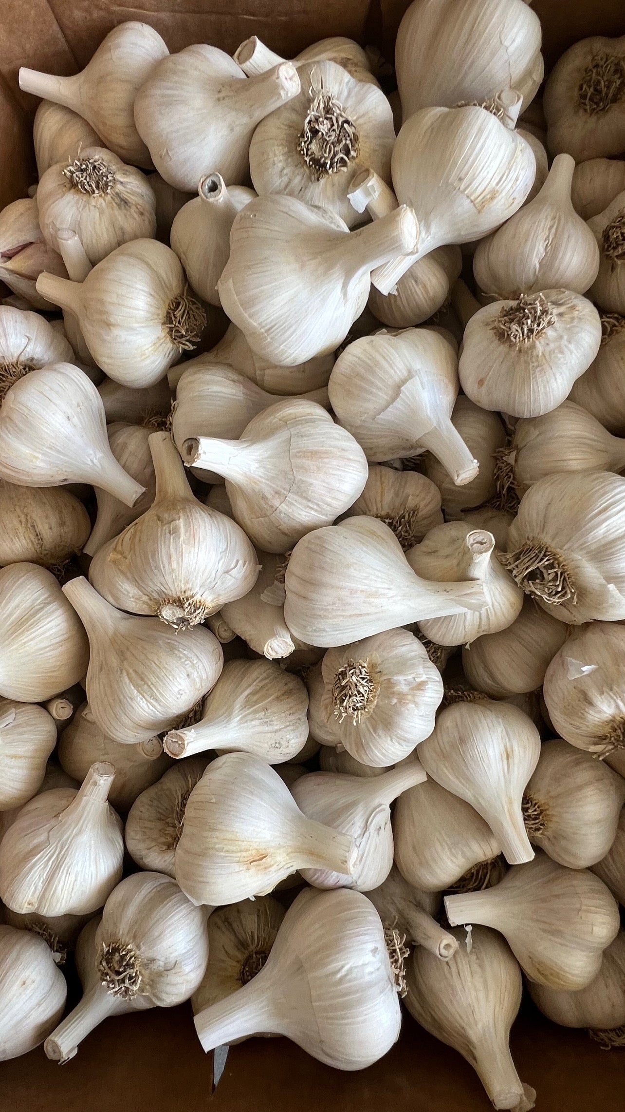 garlic seeds for planting Premium Hardneck Garlic Seeds