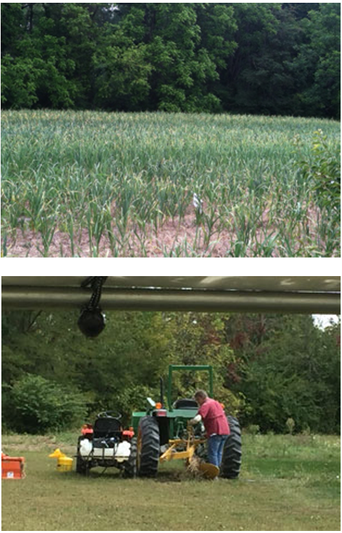Feeding-the-Garlic.