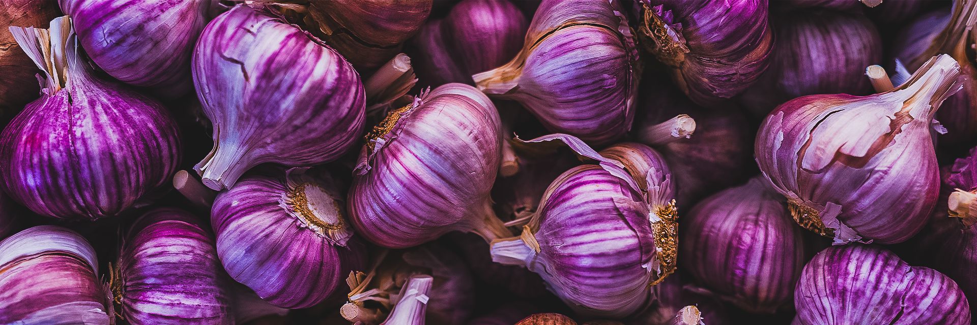 Garlic_2