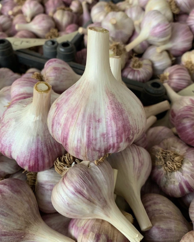 Chesnok Red Garlic