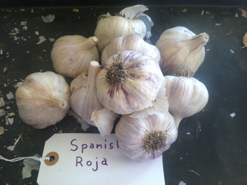 Spanish Roja Garlic (Hardneck) › Anything Grows