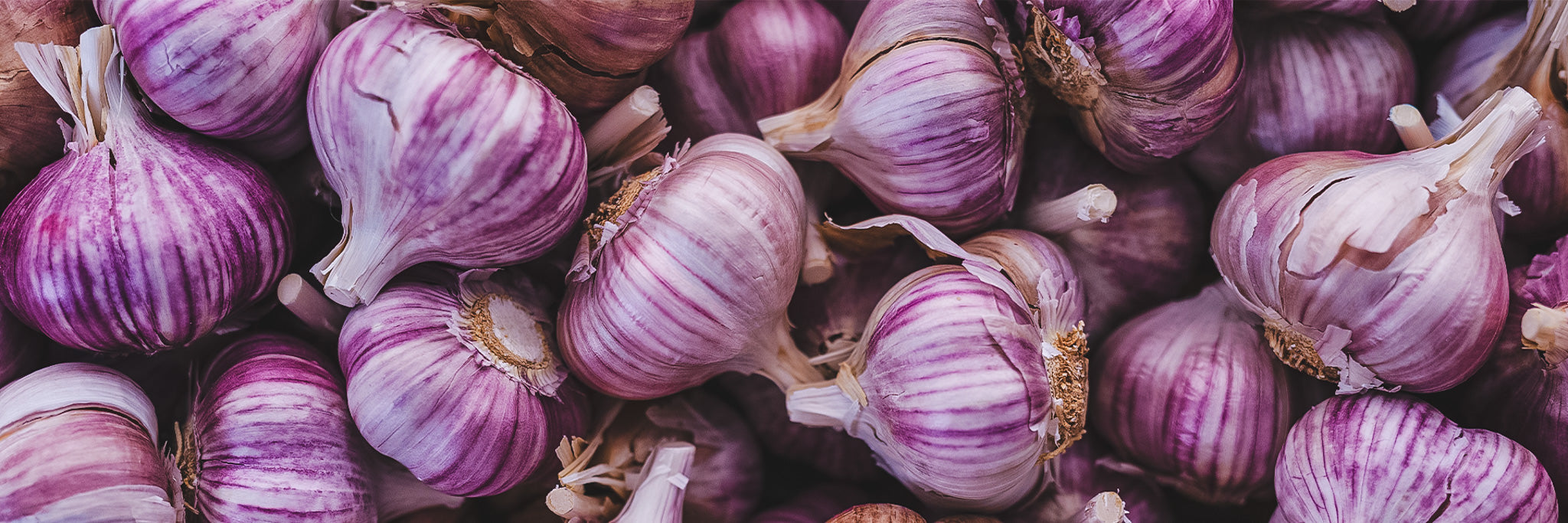garlic-3