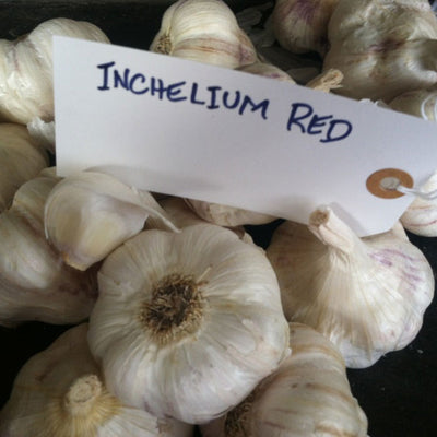 Inchelium Red Garlic
