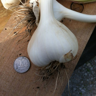 Music Garlic