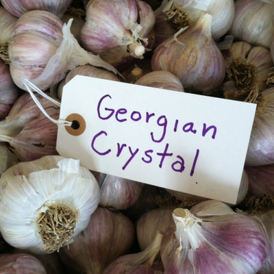 Georgian Crystal Garlic