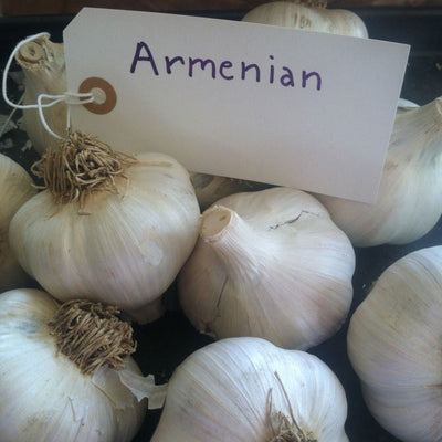 Armenian Garlic
