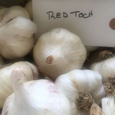 Red Toch Garlic