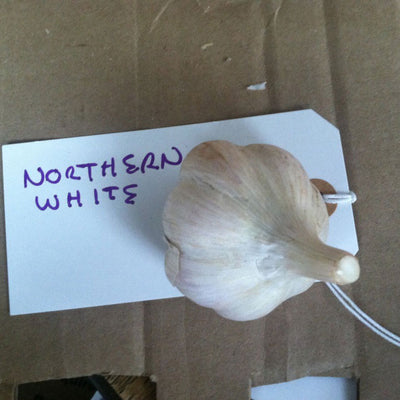 Northern White Garlic