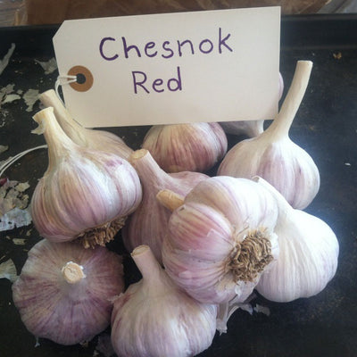 Chesnok Red Garlic