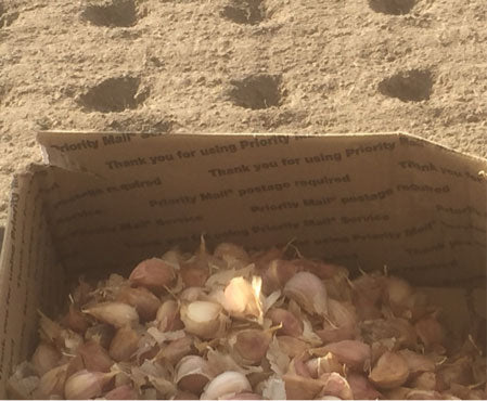 About Us At Mad River Garlic Growers