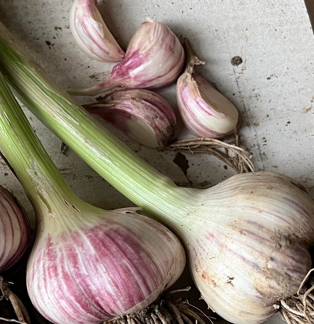 Freshly Harvested Garlic