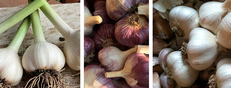 Discover Our Exciting Variety Packs for Garlic Lovers!