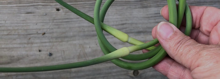 Your Guide to Harvesting Garlic Scapes & Bulbs