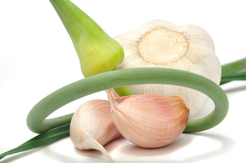 Exploring the Versatility of Garlic Scapes A Guide to Harvesting and Caring for Your Garlic Crop