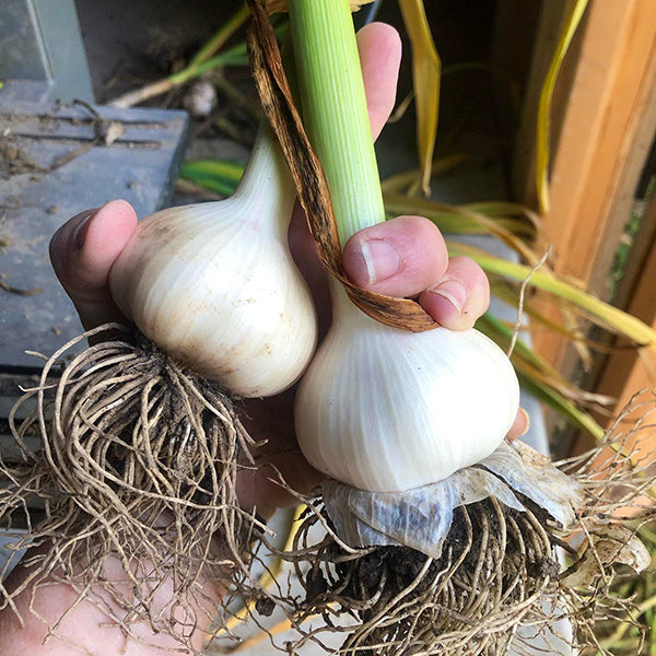Garden to Pantry: A Complete Guide to Harvesting, Curing, and Storing Garlic