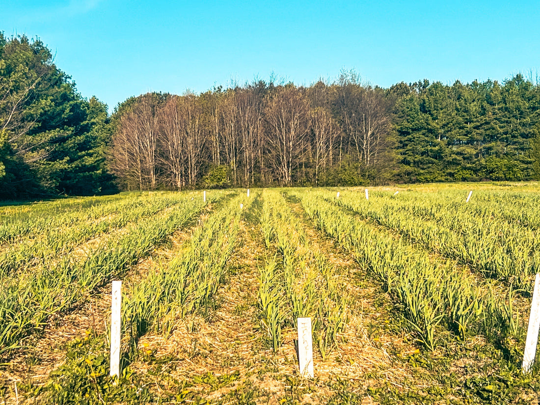 Your Garlic is Waking Up: Spring Care Tips for Bigger Bulbs