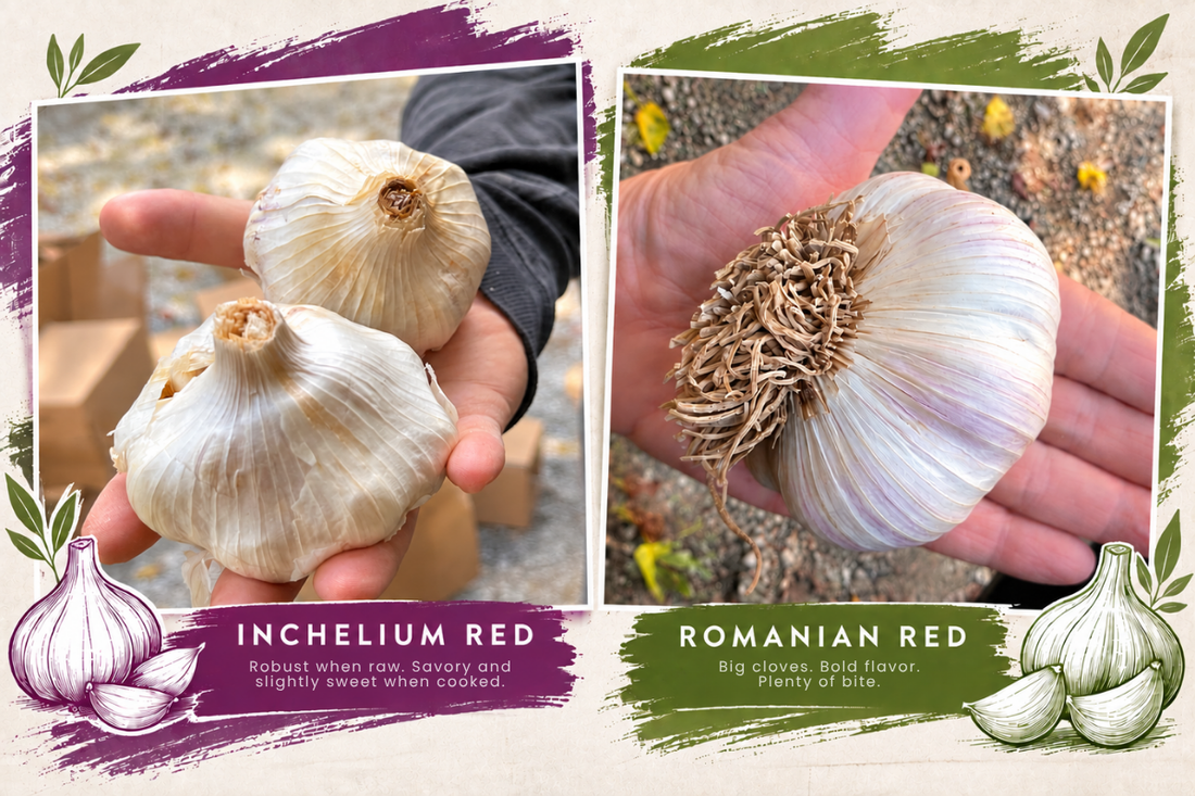 Two Great Reds. Two Very Different Garlics.