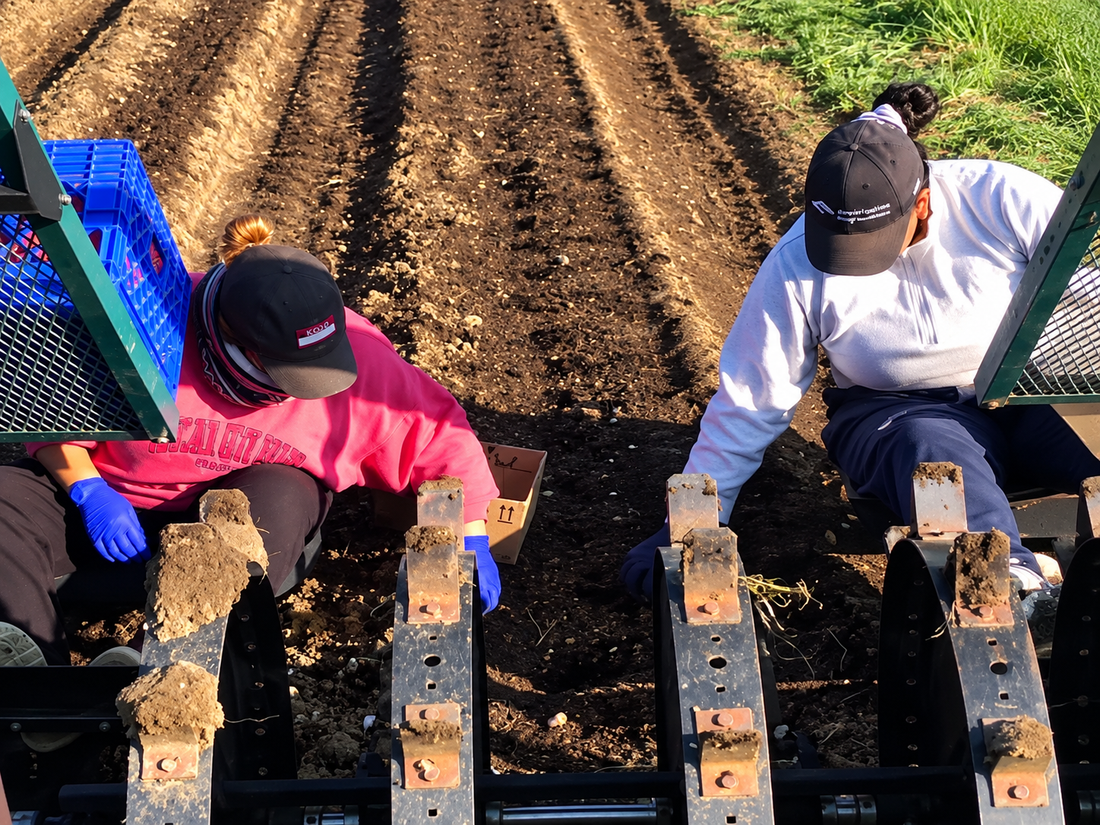 Prepare Your Garlic Bed Now: How to Plant Organic Seed Garlic This Fall
