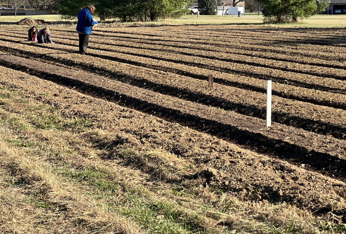 Your Organic Garlic Seed Is Coming: How to Prep Your Ground and Plant Garlic This Fall
