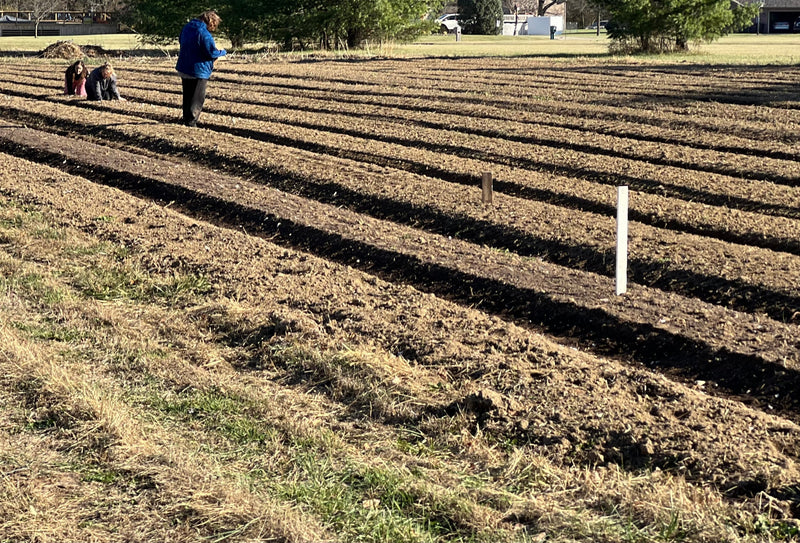 Your Organic Garlic Seed Is Coming: How to Prep Your Ground and Plant Garlic This Fall