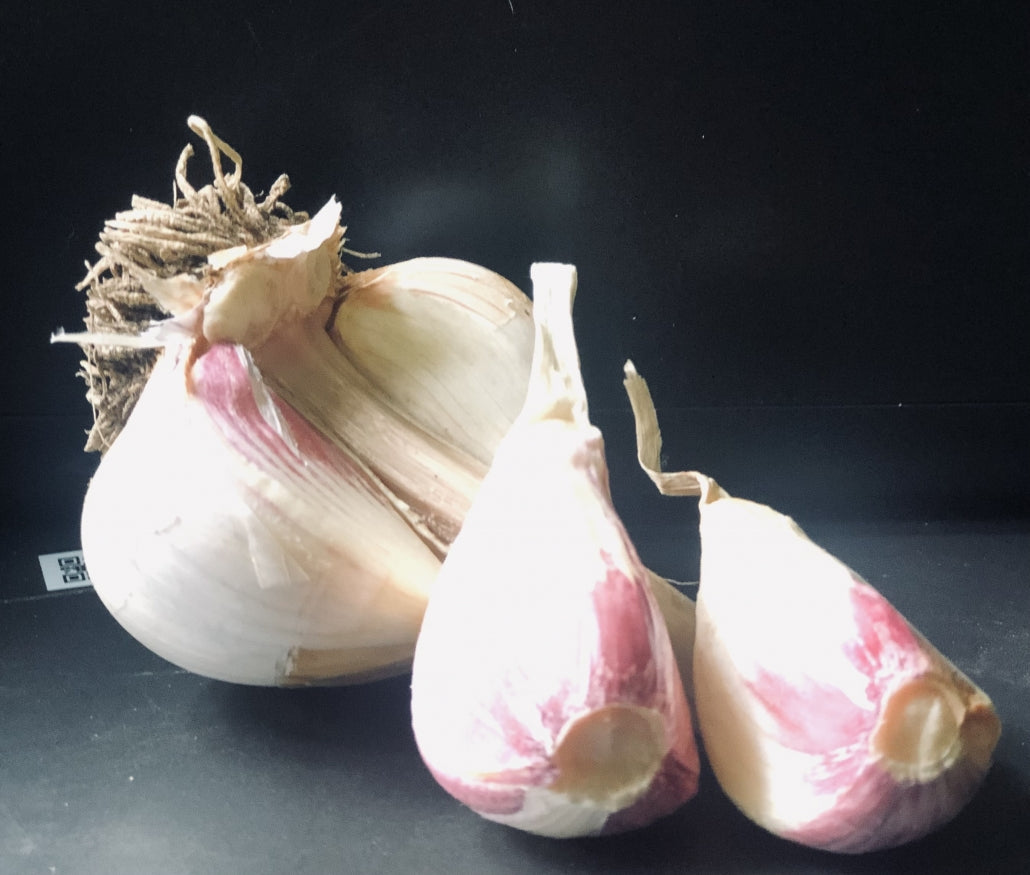 Porcelain Garlic