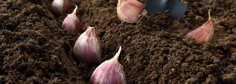 Prepare to Plant: TIMING, TIPS, and TERRIFIC GARLIC ADVENTURES