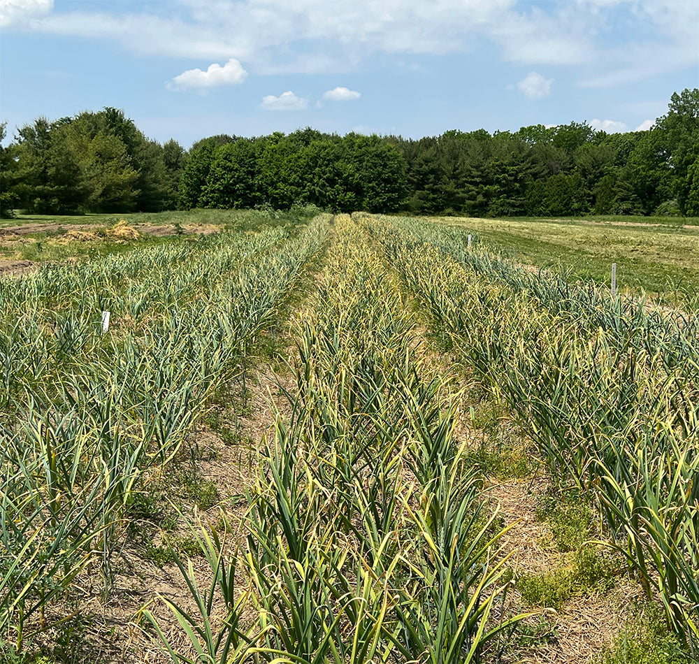 A Guide to Garlic Bulb Maturation: Signs to Watch for and How to Harvest