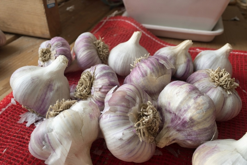 Purple Stripe Garlic