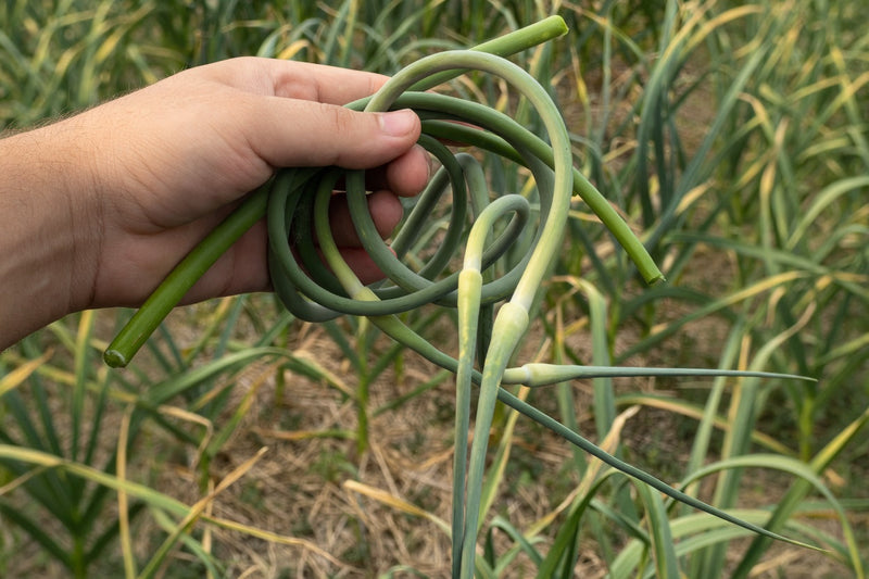 When to Harvest Organic Garlic: Signs Your Garlic Is Ready and What Comes Next