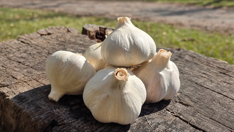Porcelain Garlic: Big Bulbs, Even in Mild Climates