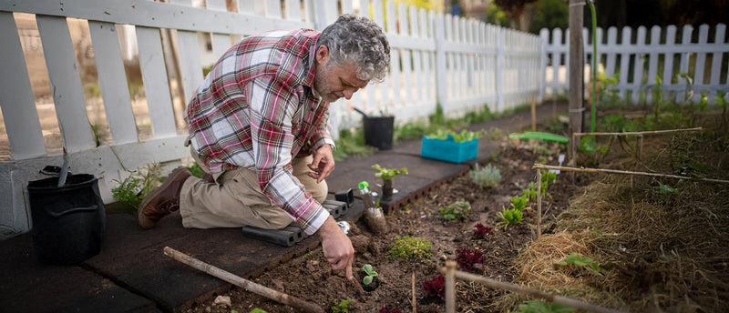 How to Plan Your Fall Garlic Bed