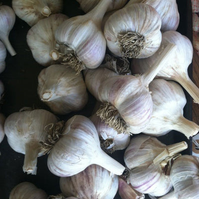 Amish Garlic