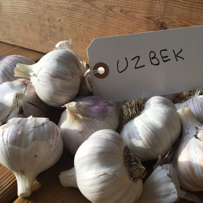 Basque