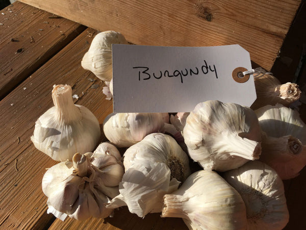 BurgundyGarlic