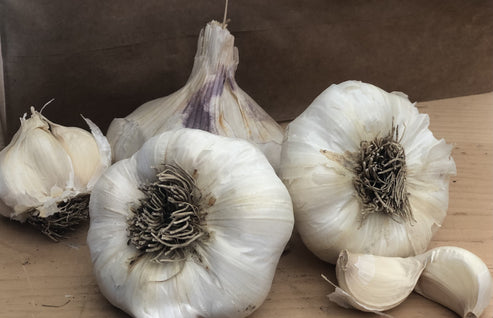 Lorz Italian &ndash; Mad River Garlic Growers