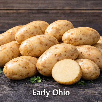 Early Ohio Seed Potatoes – Reliable Early Heirloom