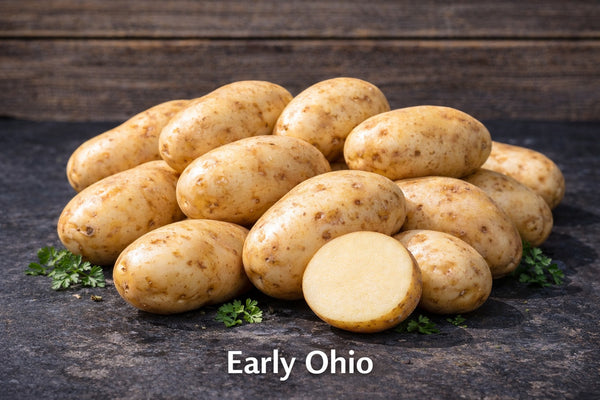 Early Ohio Seed Potatoes – Reliable Early Heirloom