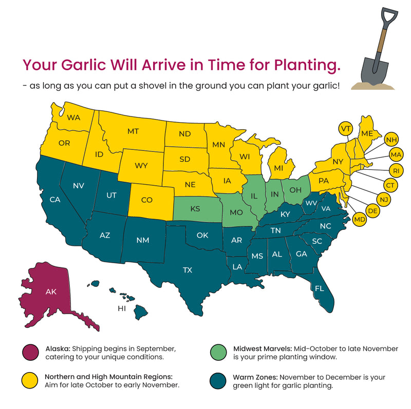 When should I plant my garlic?
