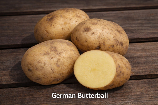 German Butterball Seed Potatoes – Award-Winning Buttery Heirloom