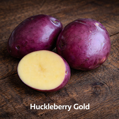 Huckleberry Gold Seed Potatoes – Red-Blushed Yellow Gourmet Variety