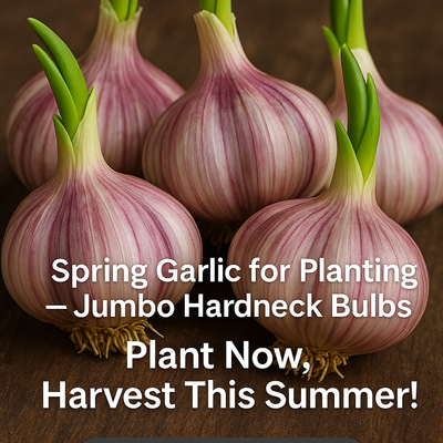 Spring Garlic Bulbs