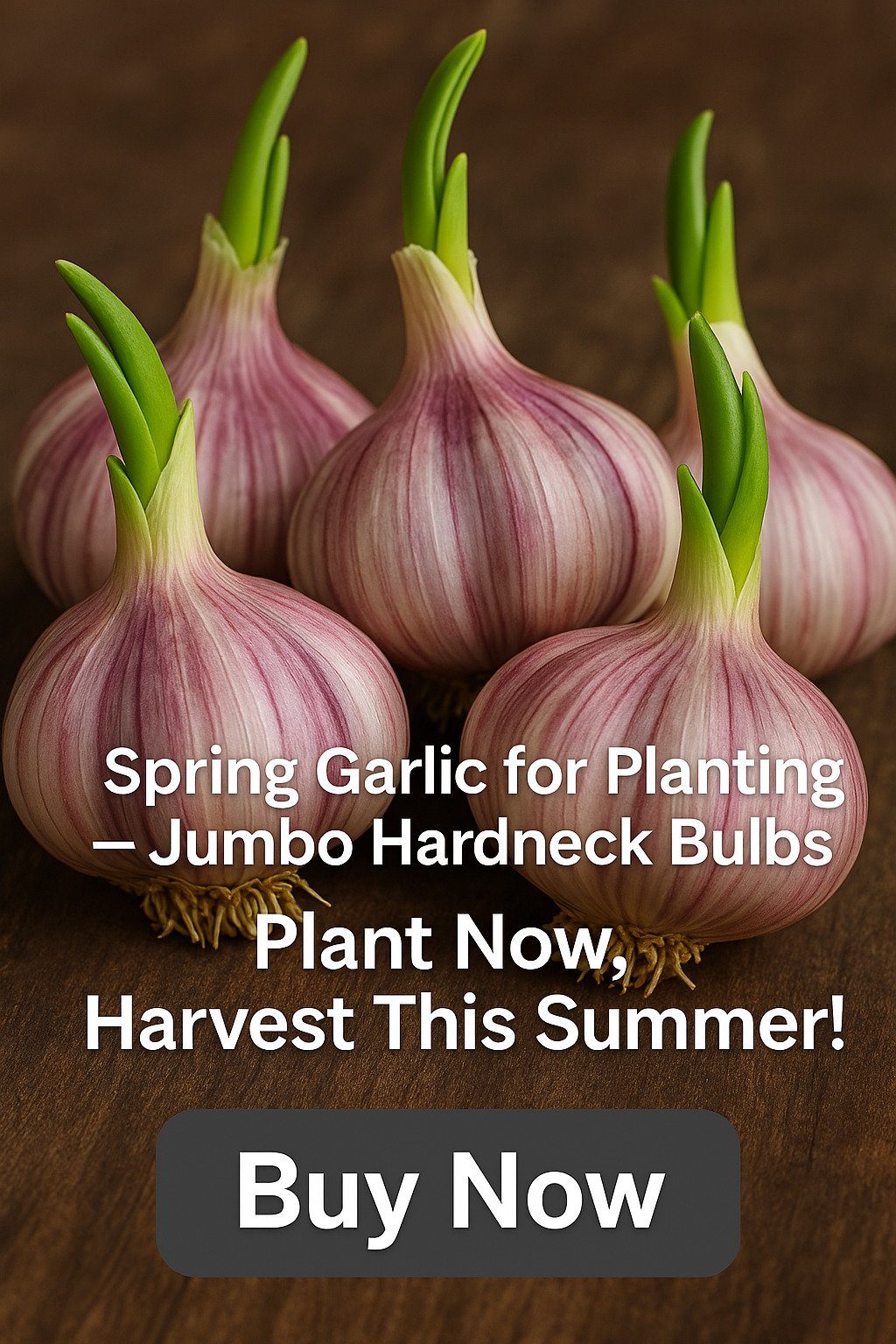 Spring Garlic Bulbs