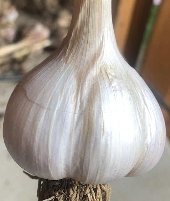 German white