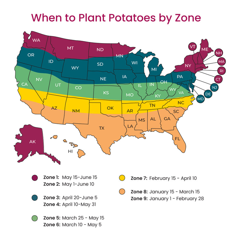 When to plant potatoes?