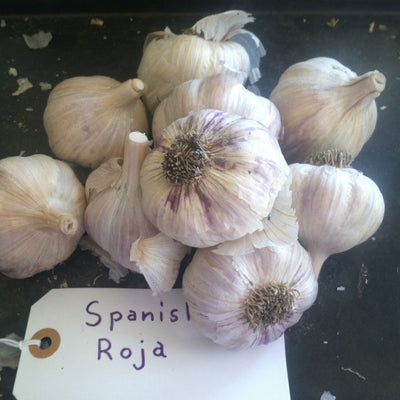 Spanish Roja Garlic