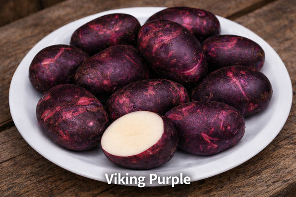 Viking Purple Seed Potatoes – Purple-Skinned Gourmet Favorite