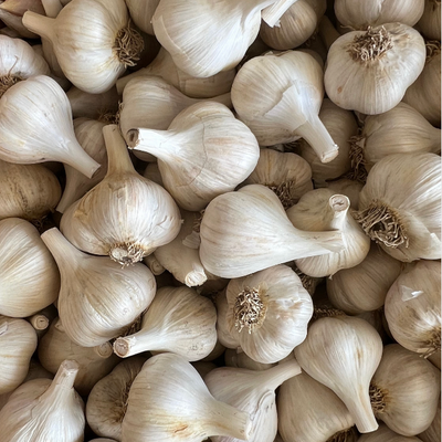 Spring Garlic Bulbs (Porcelain)