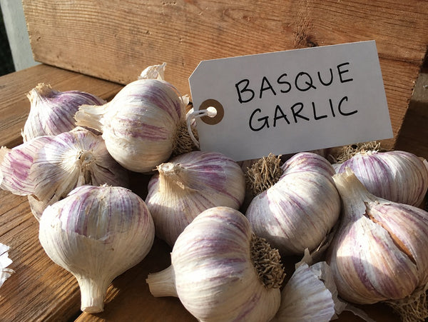 Basque Garlic